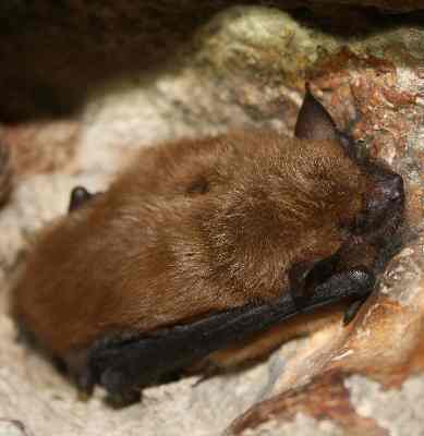 big-brown-bat_smaller