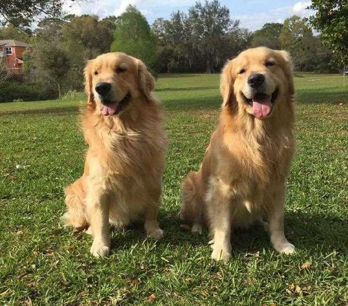 Dogs