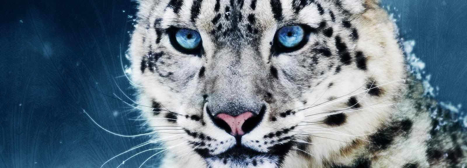 Snow Leopard from Spirit Animal Personality Quiz