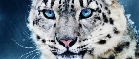 Spirit Animal Snow Leopard from personality quiz