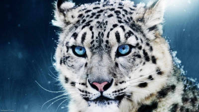 Beautiful Snow Leopard